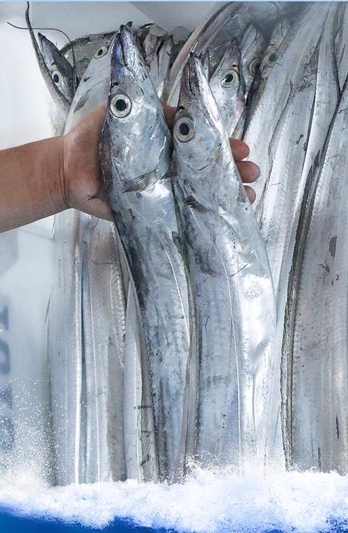 新鲜舟山钓带鱼海鲜水产小眼睛油带鱼东海深海捕捞3斤装 半斤一条